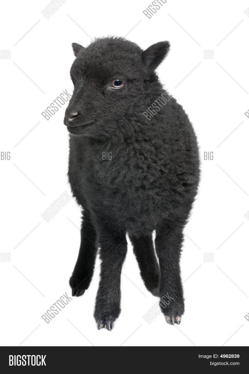 Черный ягненок
