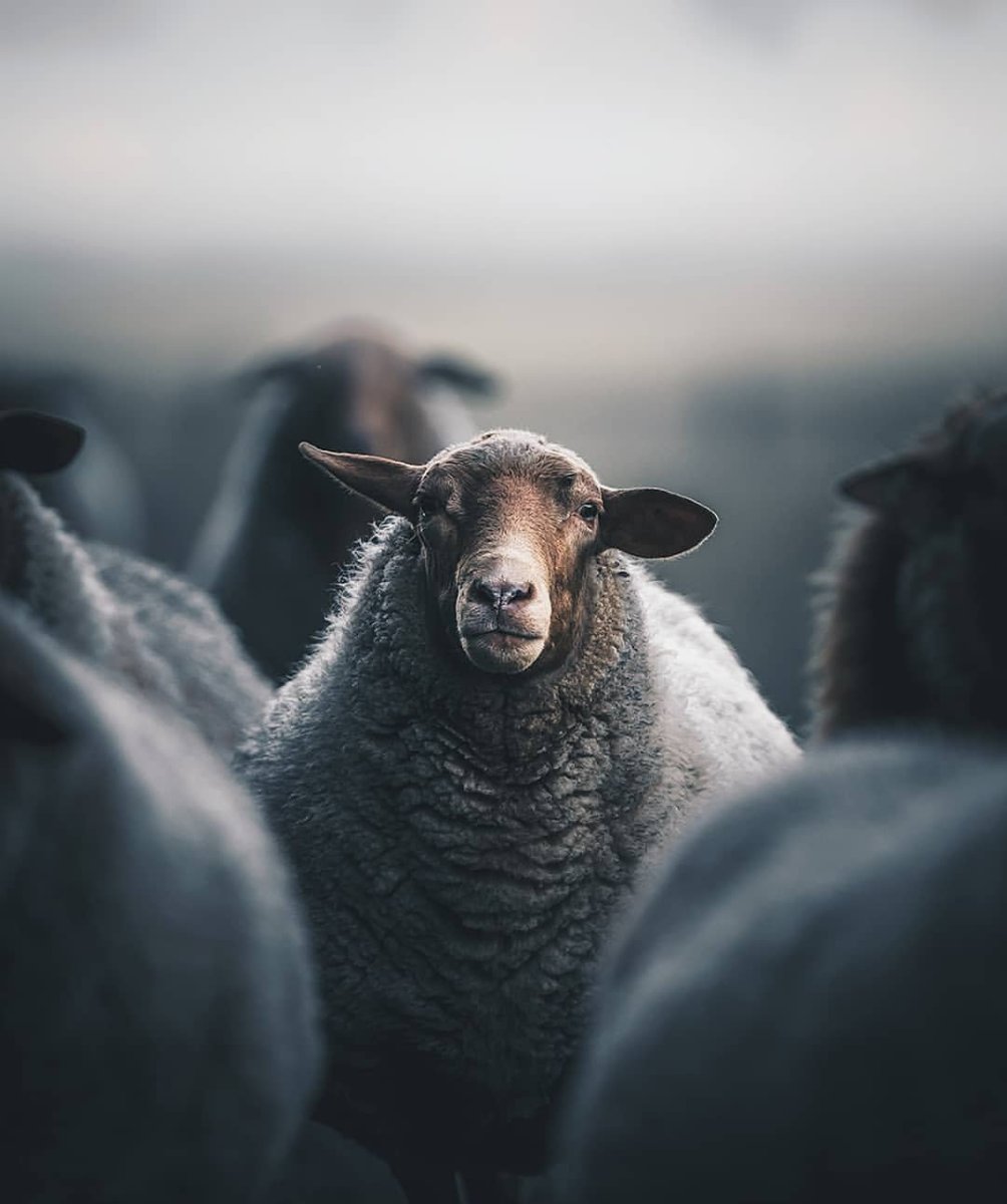 Валлийские черноносые овцы