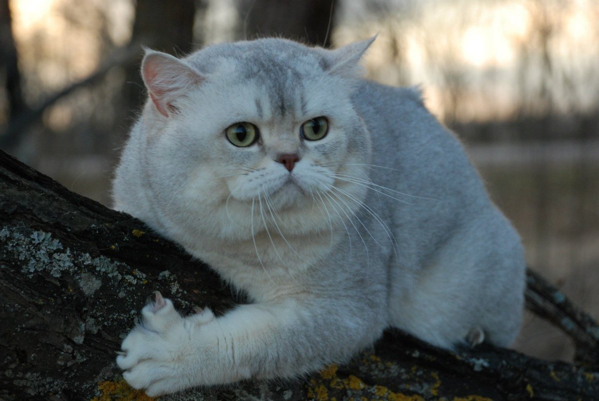 Шотландская шиншилла кошка серебристая