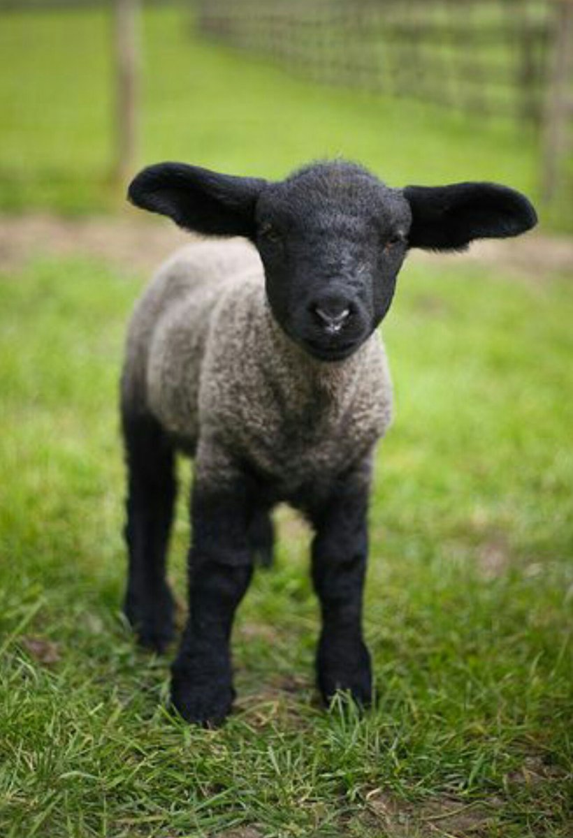 Черная овца