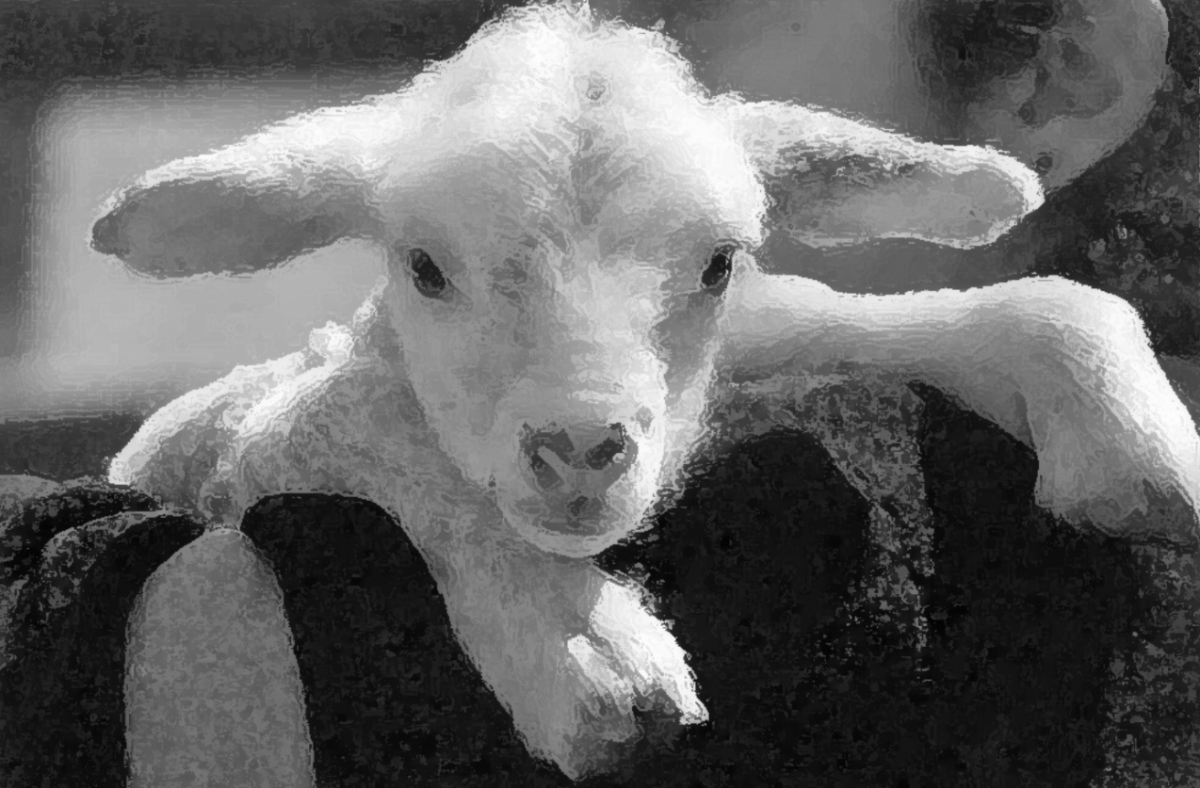 Бараны и овцы