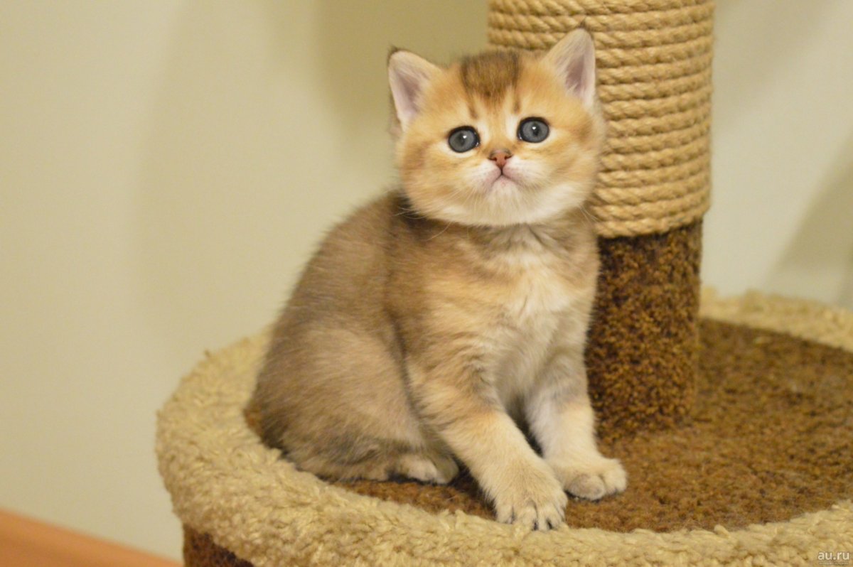 Шотландский скоттиш страйт полосатый