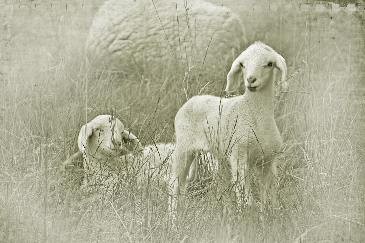 Барашек черный на белом фоне