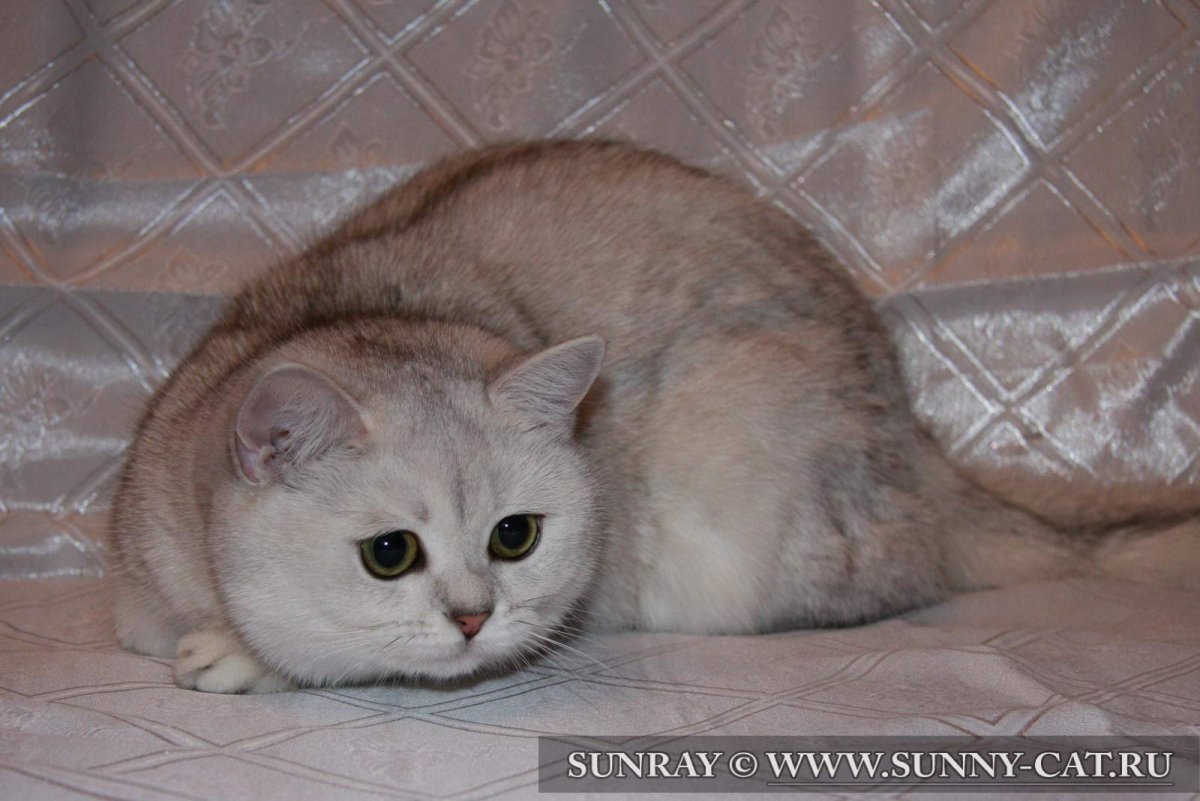 Шотландская прямоухая шиншилла