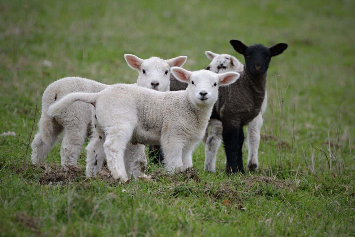 Черноносые овцы и ягнята