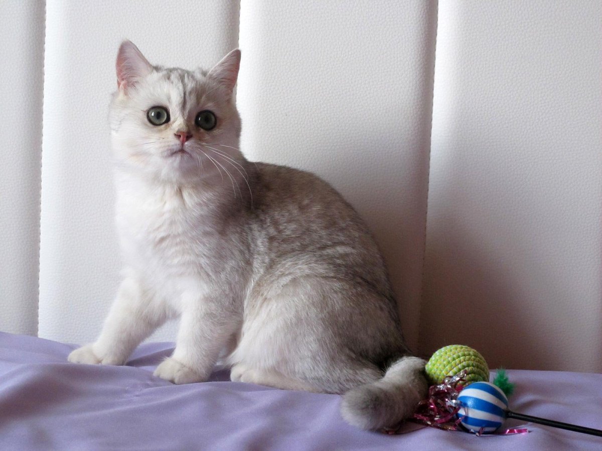 Шотландская прямоухая короткошерстная Золотая