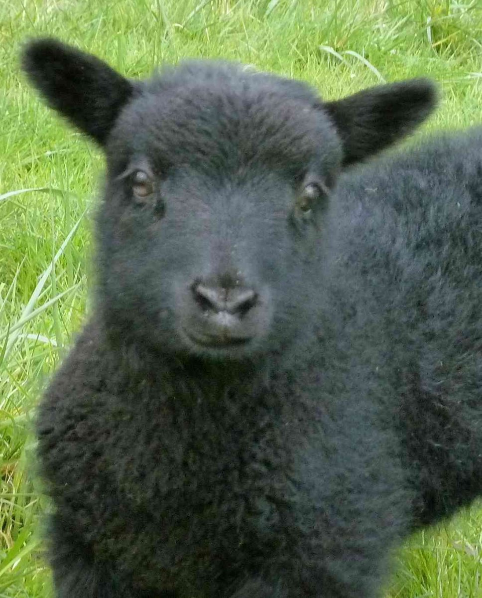 Каракулевая порода овец