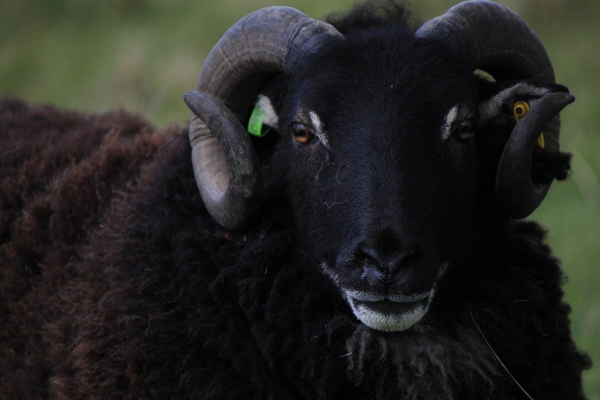 Черная овца с рогами