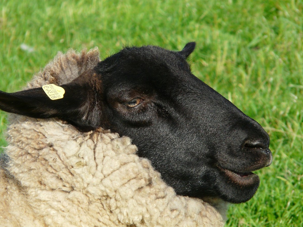 Кудрявая коза