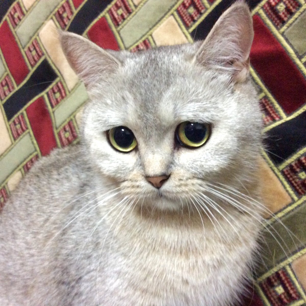 Шотландский страйт серебристая шиншилла