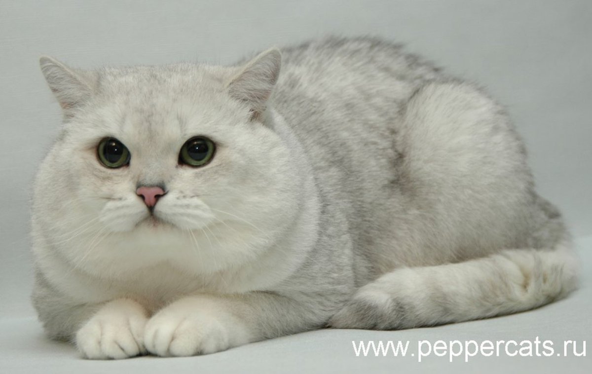 Шотландская кошка прямоухая шиншилла