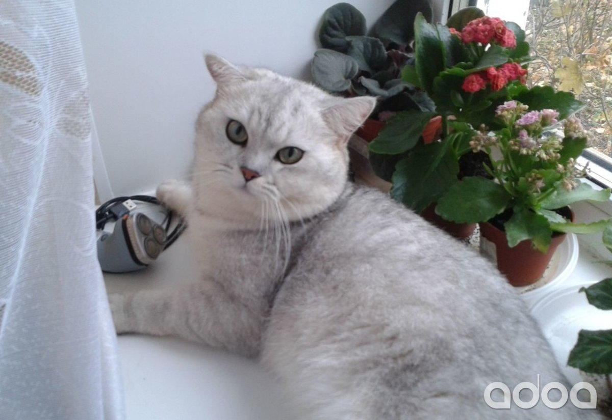 Британская серебристая шиншилла кошка