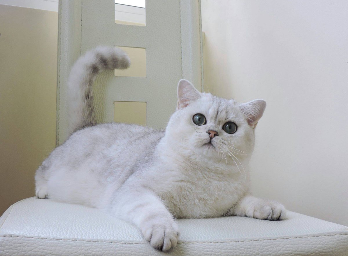 Британская шиншилла серебристая затушеванная