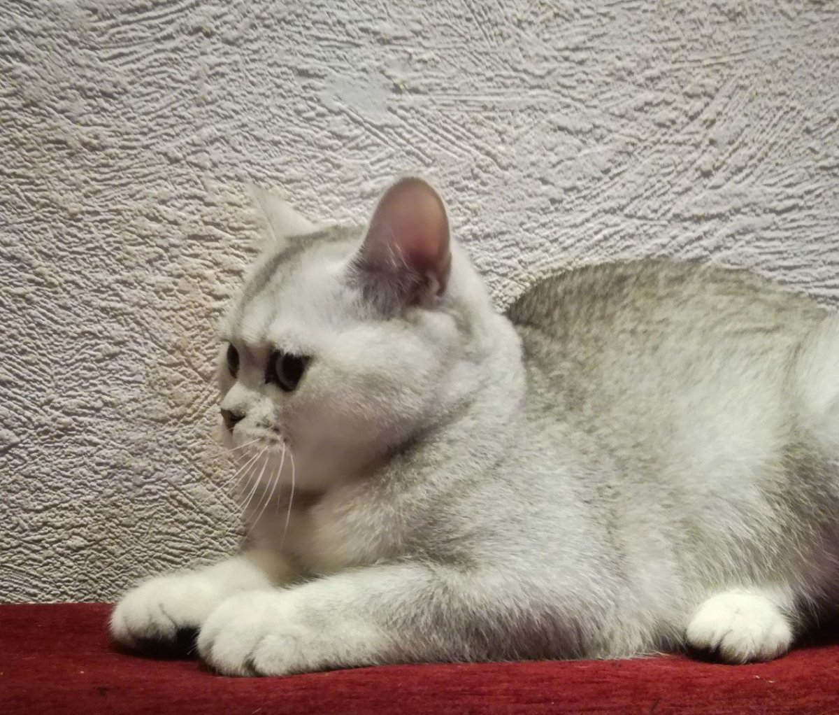 Шотландский страйт шиншилла