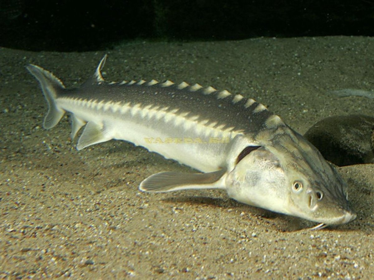 Милая рыбка