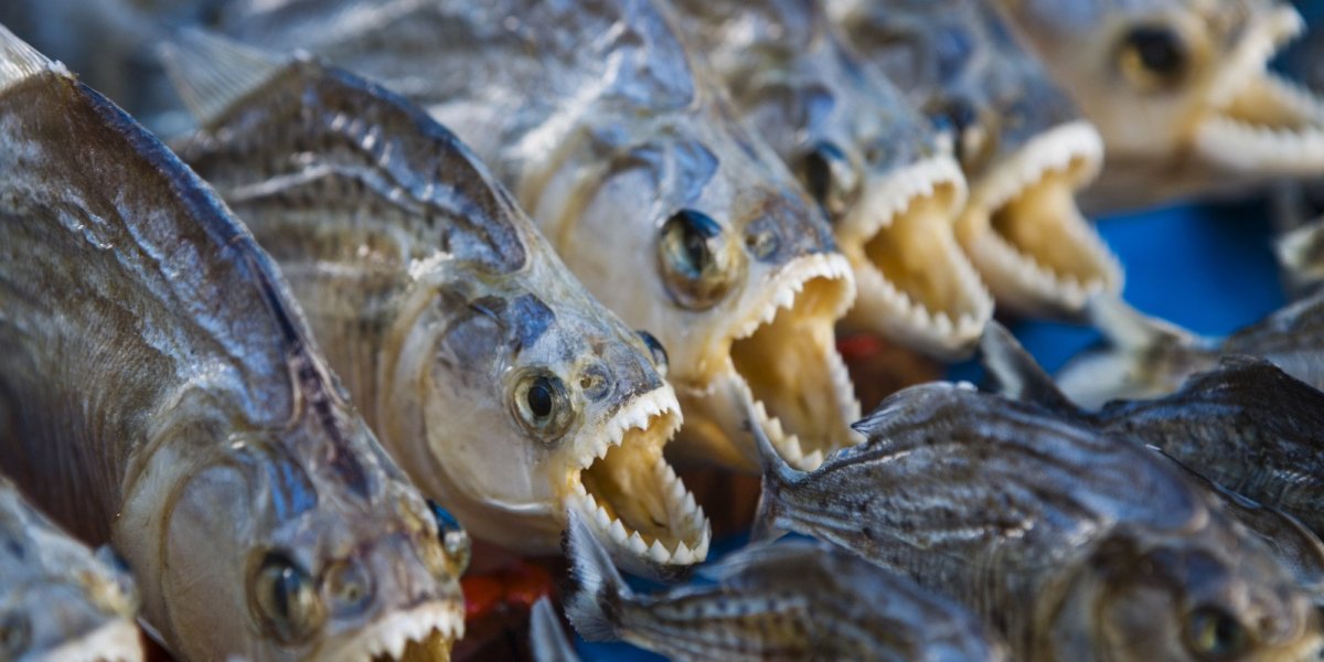 Стерлядь на рынке