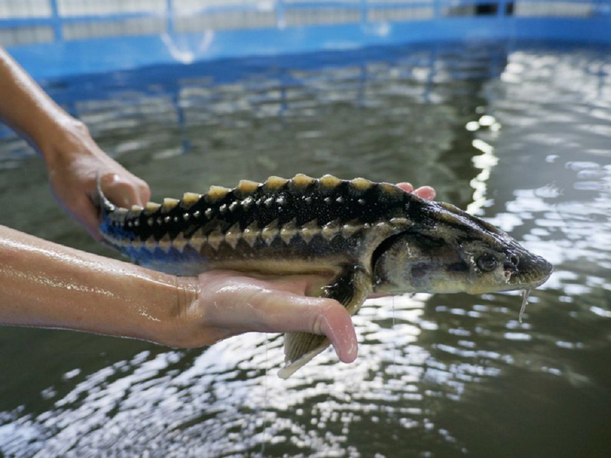 Рыба без чешуи