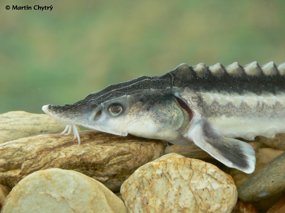 Русский осетр (Acipenser gueldenstaedtii)