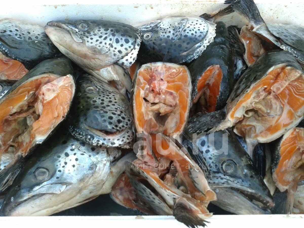 Голова семги