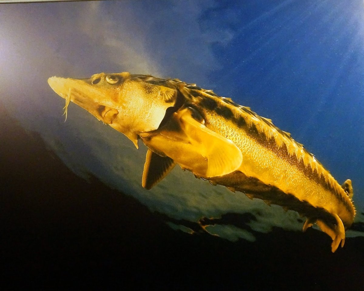 Русский осетр