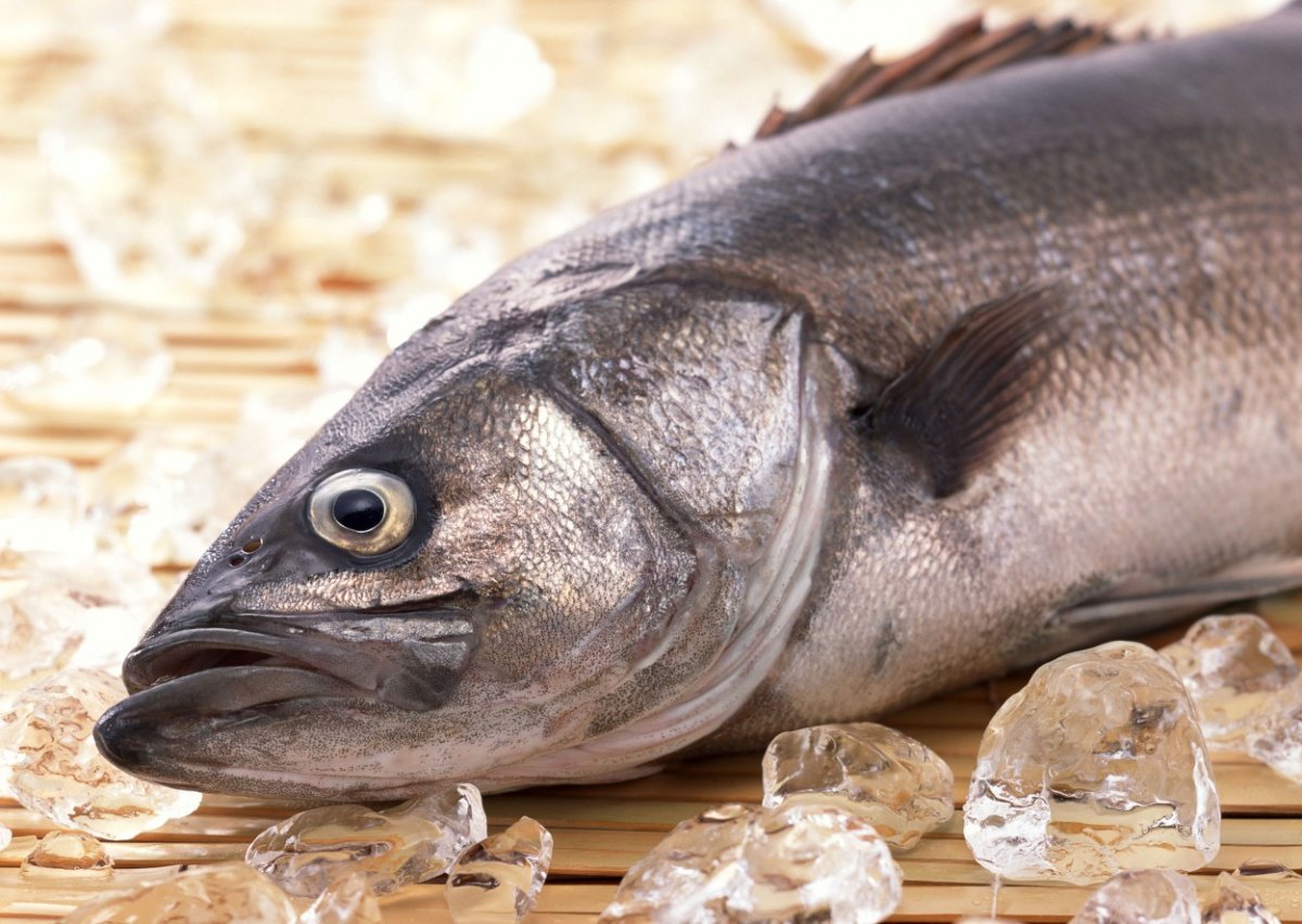 Крокодиловая белокровка