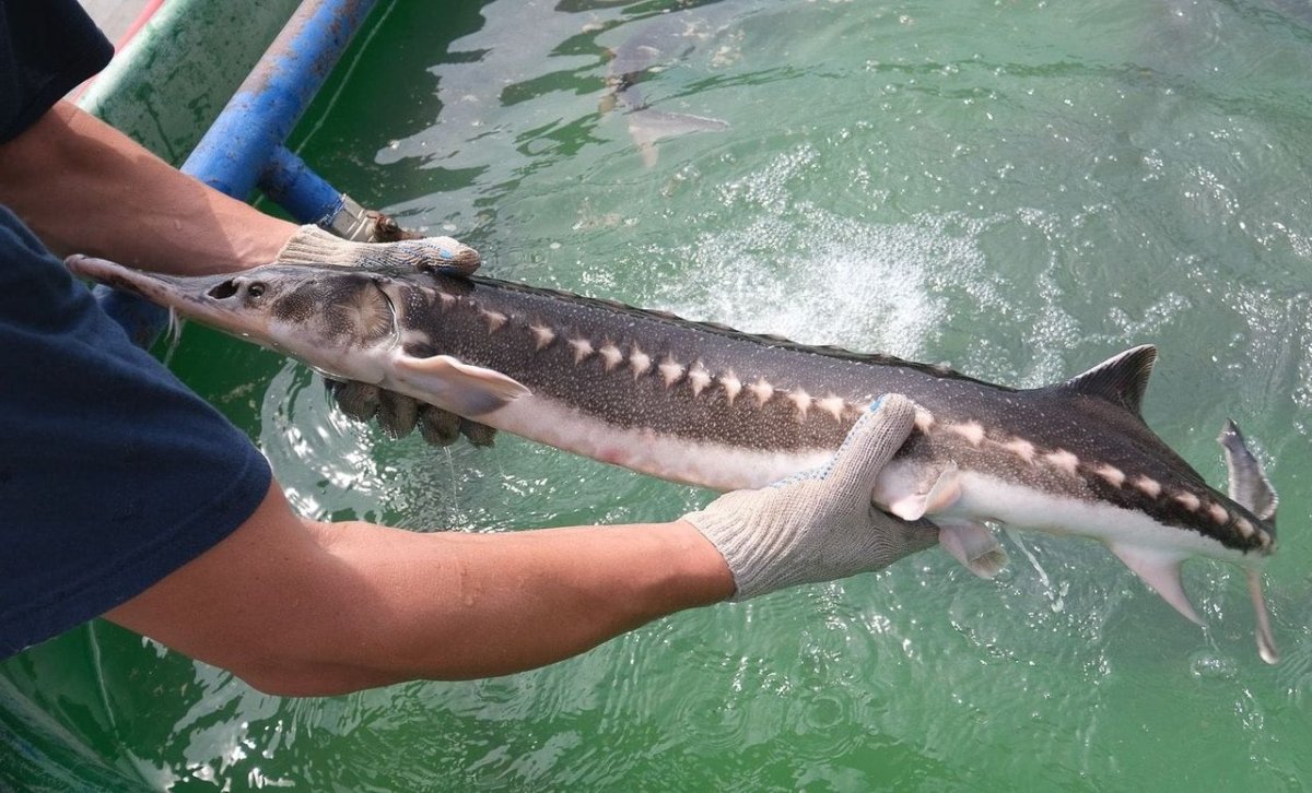 Осетрина Белуга севрюга