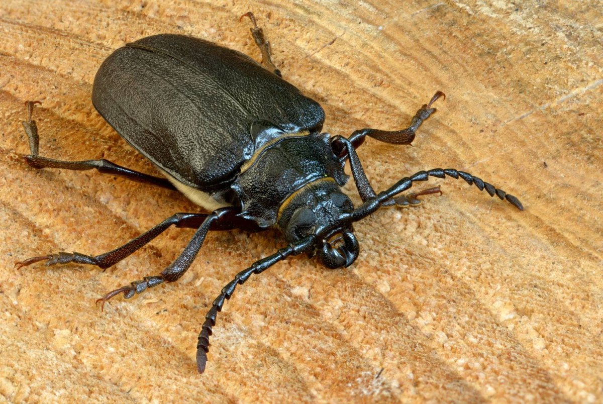 Синий Жук  Meloe violaceus