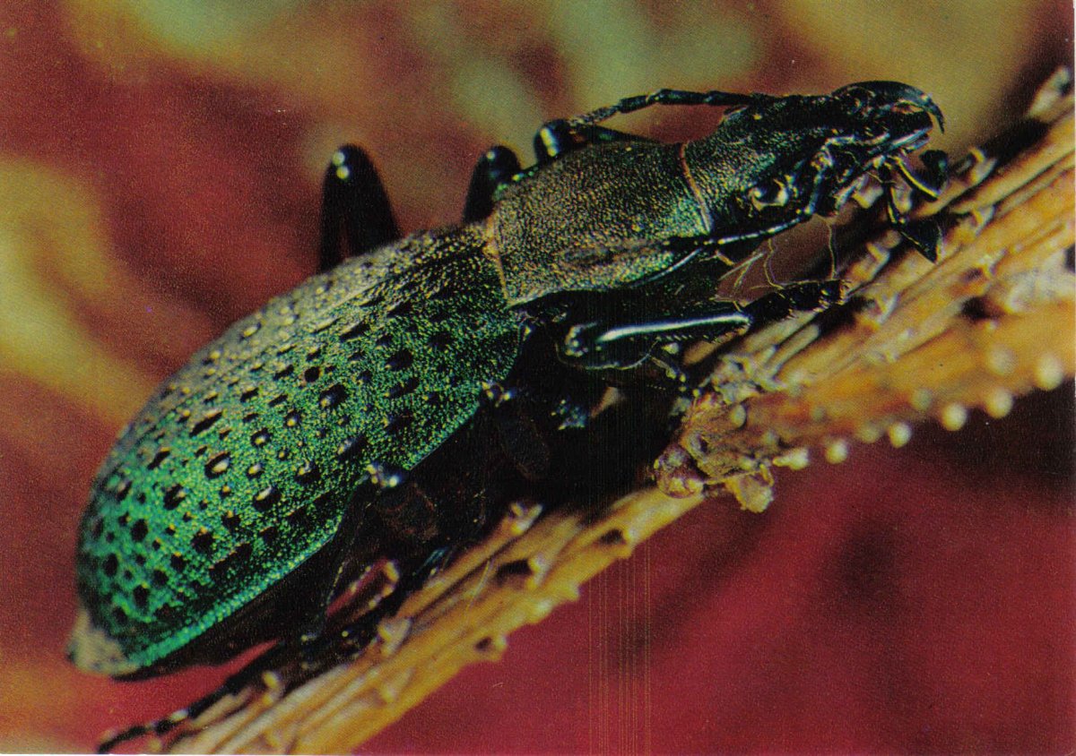 Жук носорог навозник