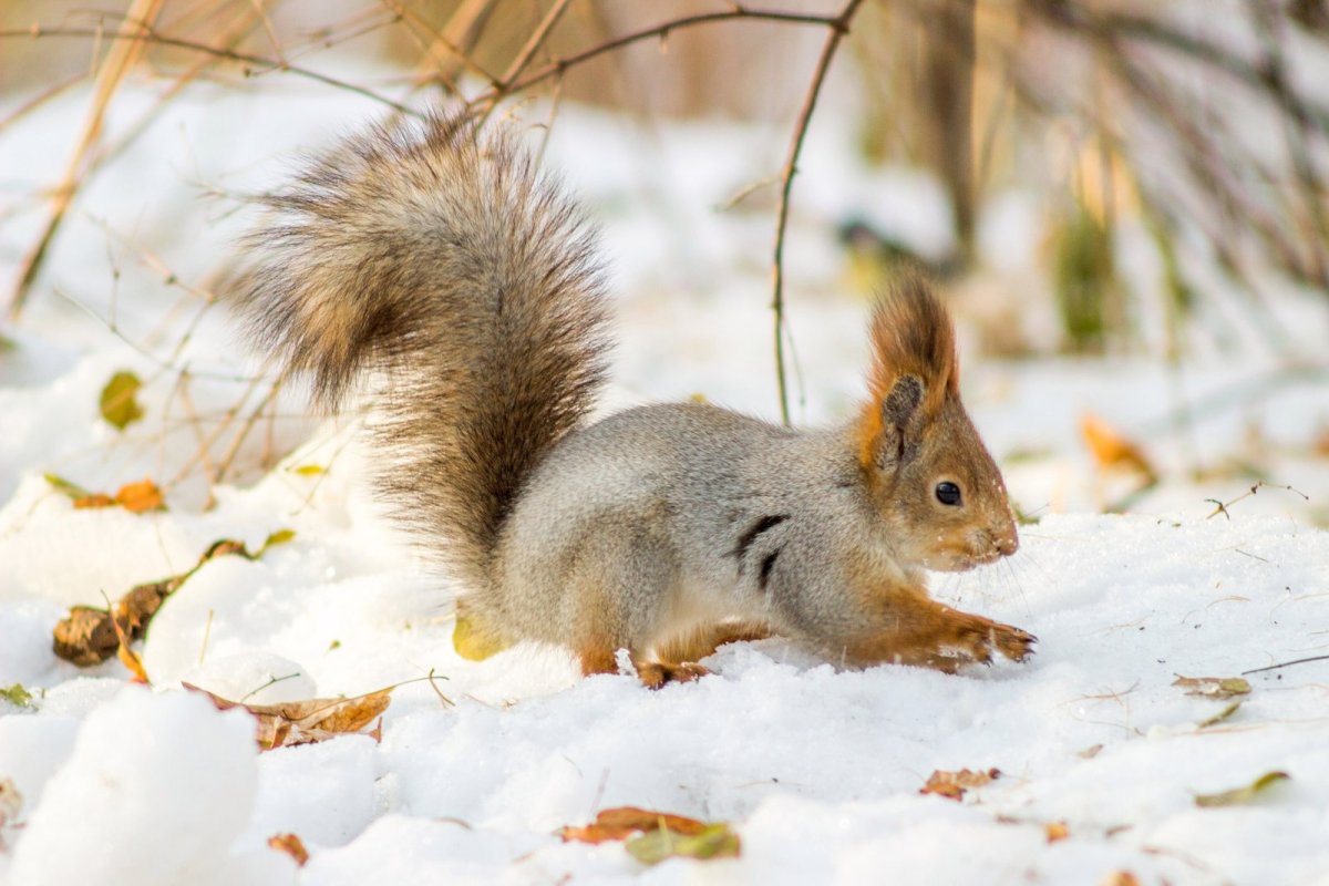 Белка зимой в лесу