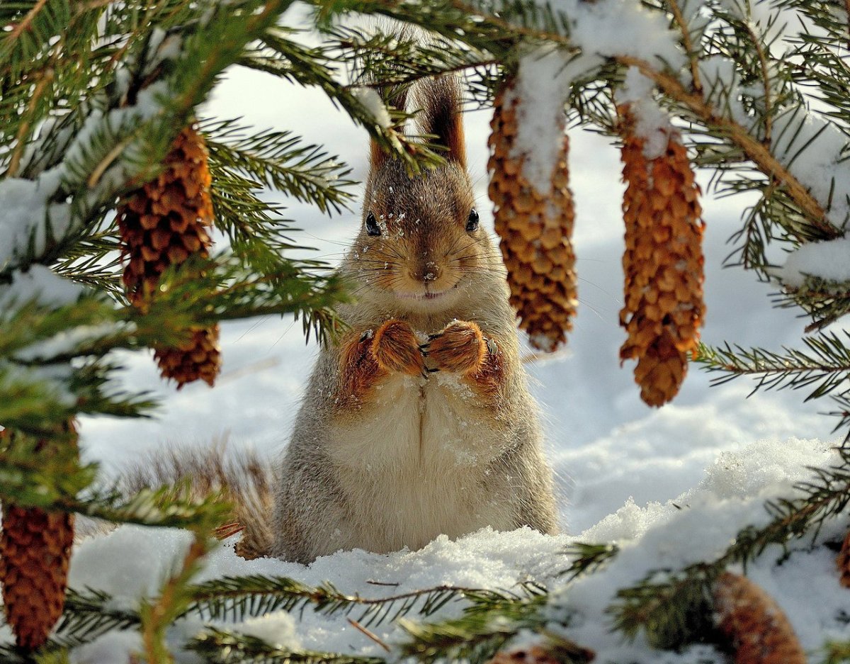 Белочка в зимнем лесу