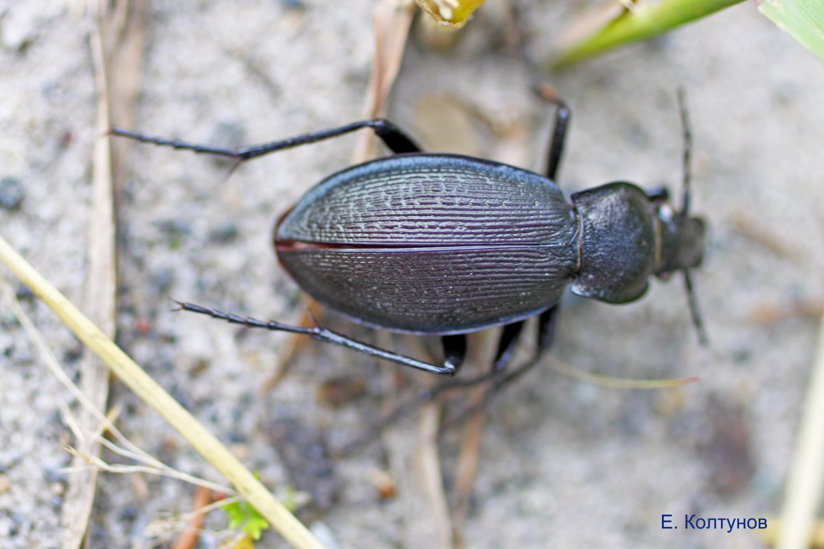 Жужелица Эстрейхера