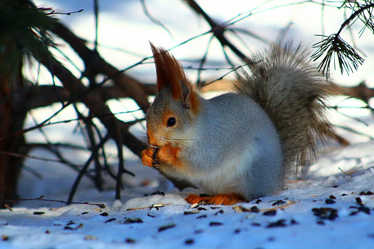 Белочка в зимнем лесу