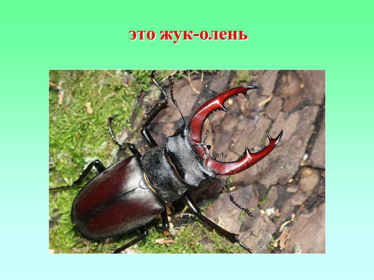 Все жуки мира