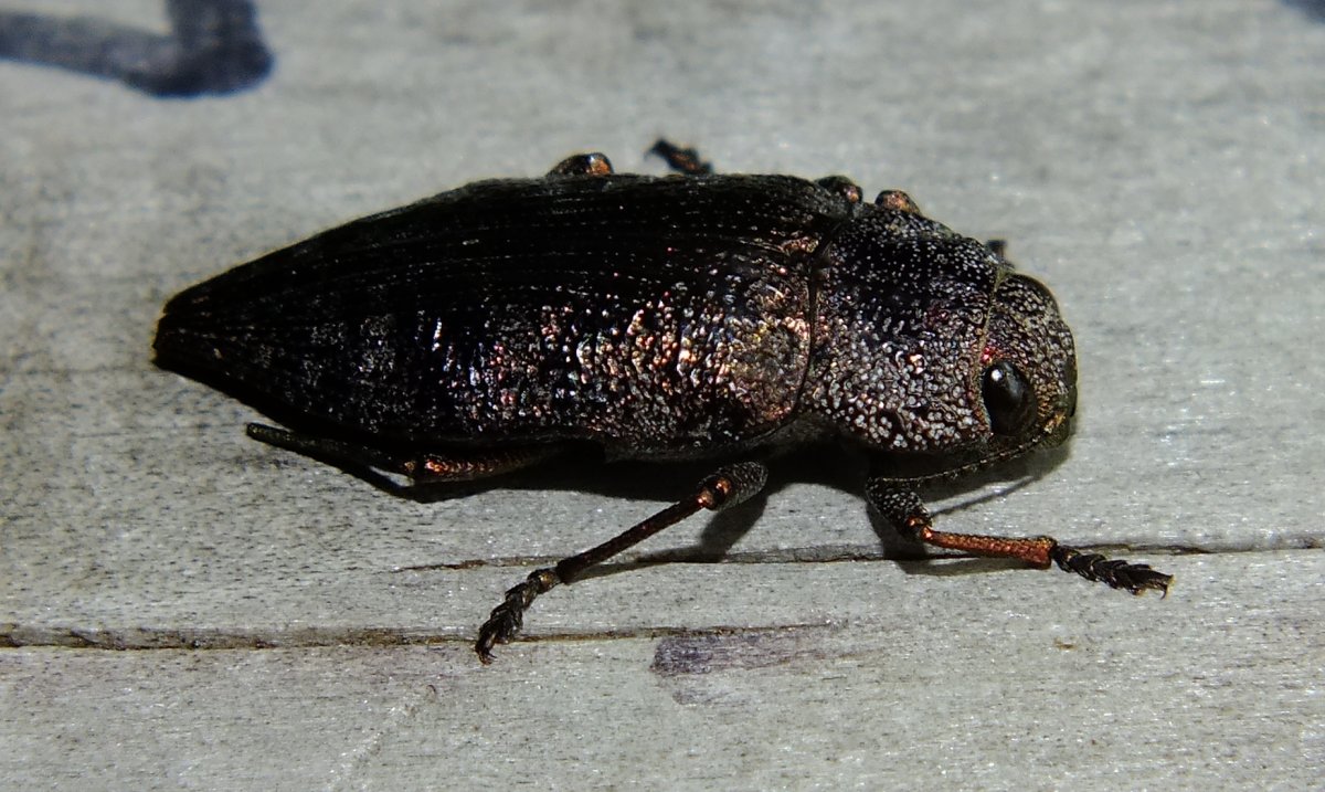 Систематика жука оленя