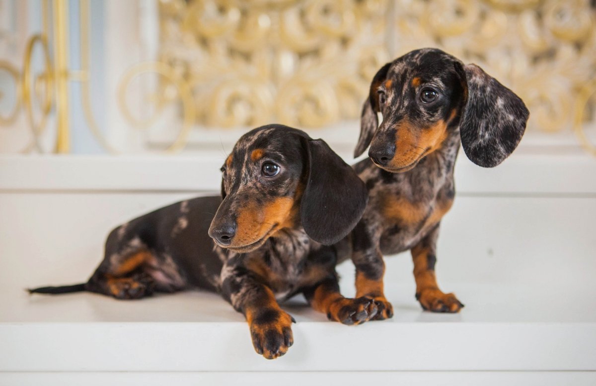 Кроличья такса мраморная