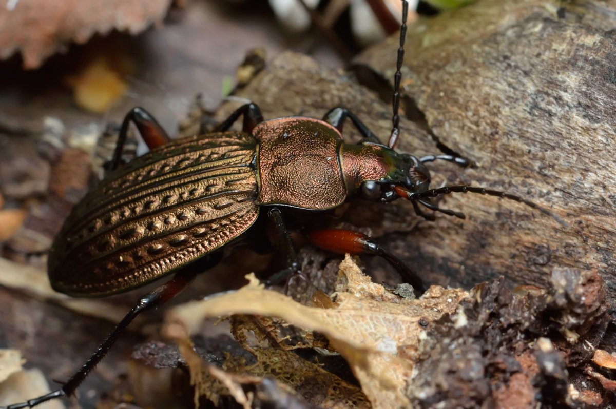 Жук-олень (Lucanus Cervus)