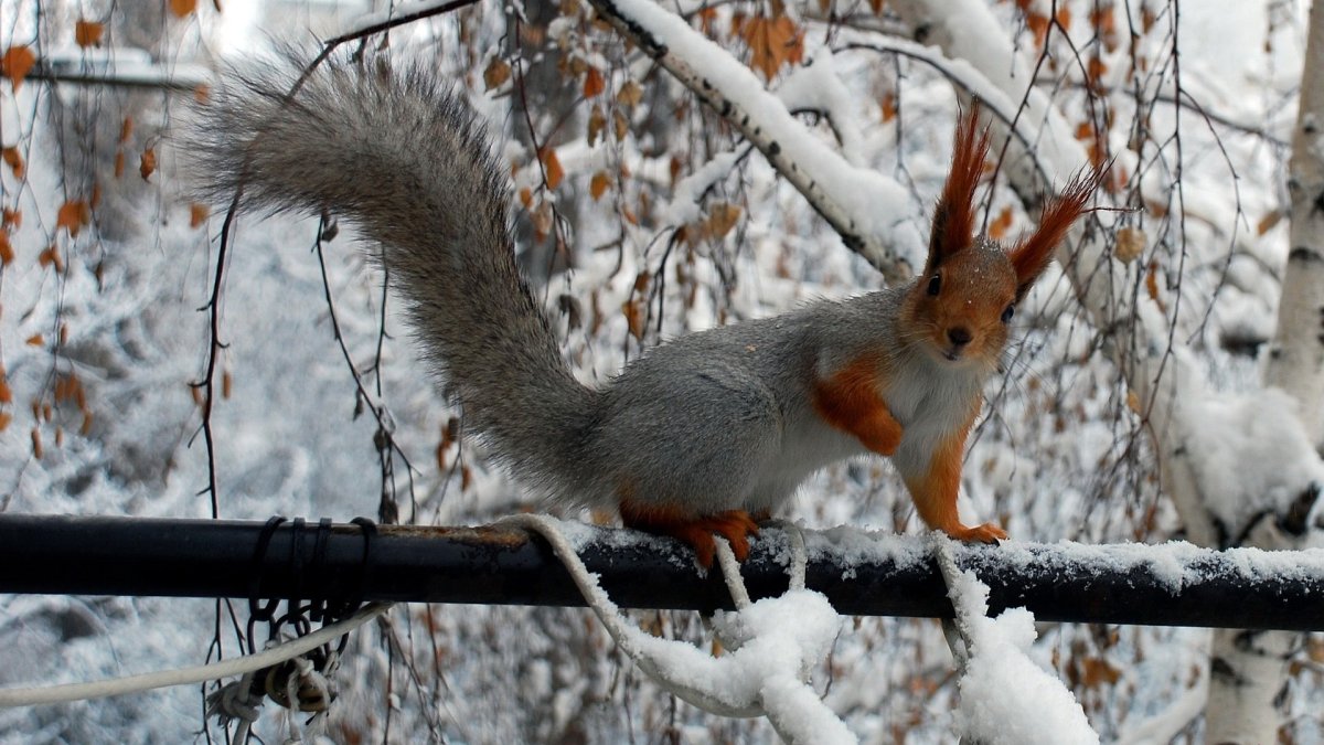Зимние обои на рабочий стол
