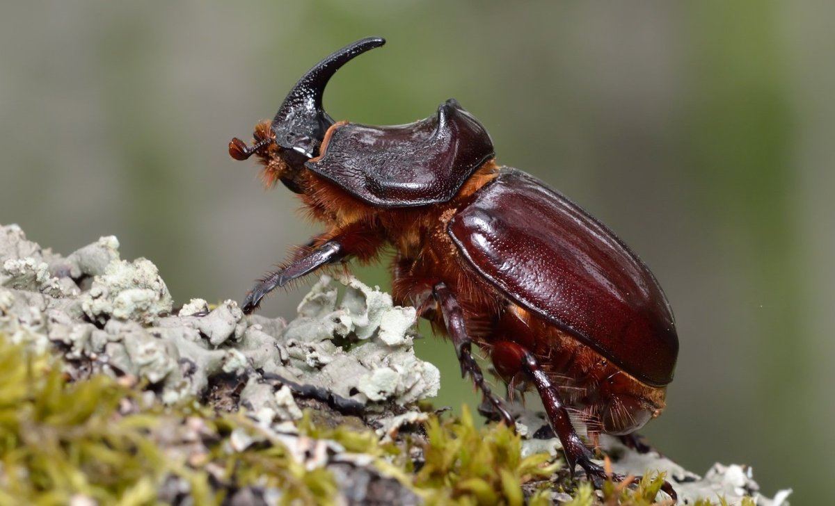 Жесткокрылые Жук носорог