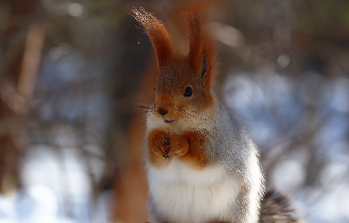 Красивые белки зимой