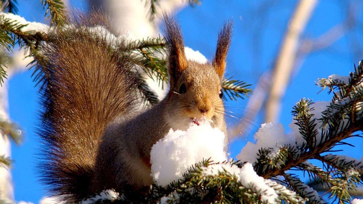 Белка зимой на рабочий стол