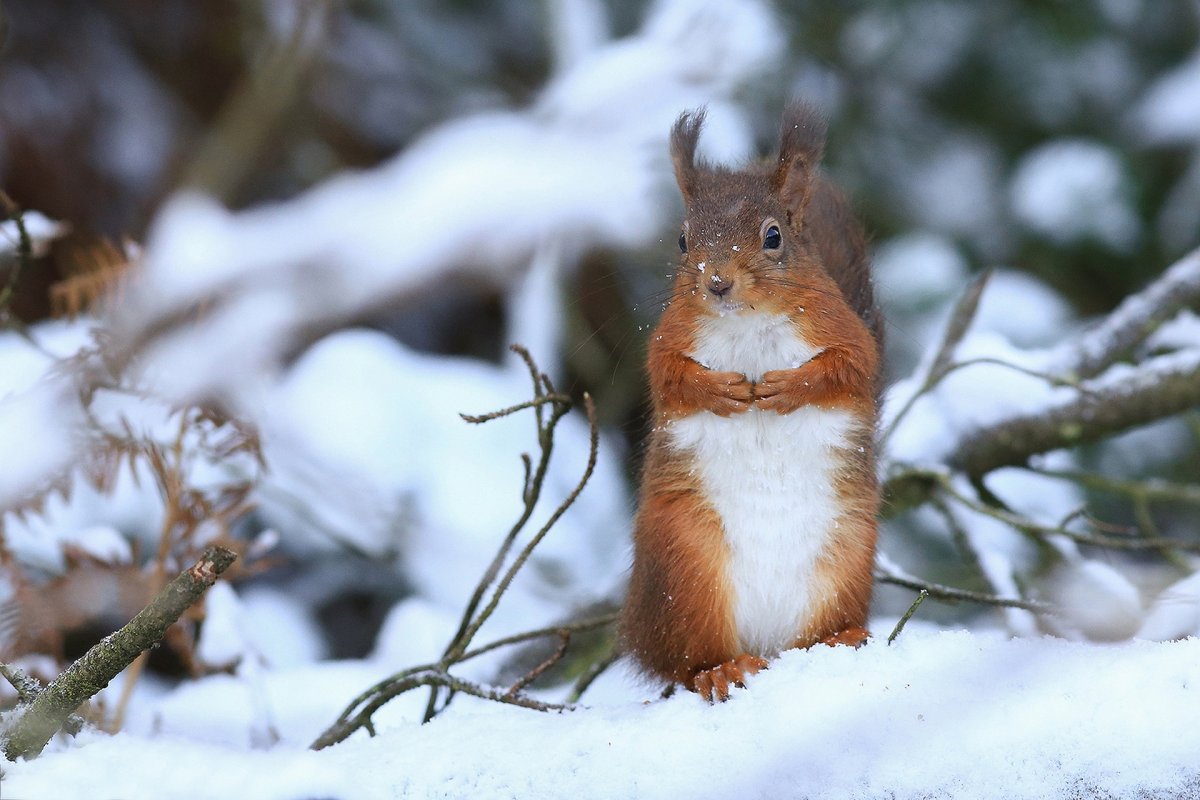 Белочка в зимнем лесу