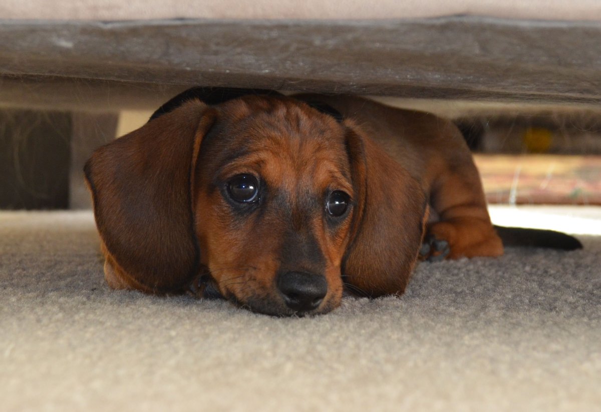 Маленькая рыжая такса