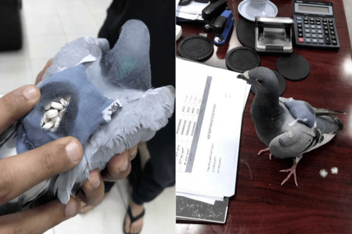 Голубь с рюкзаком с таблетками