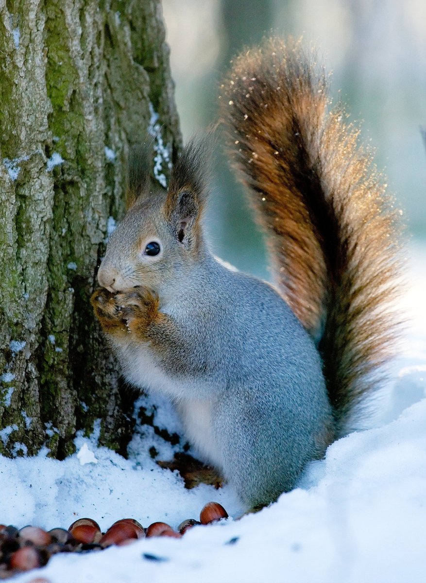 Белка зимой