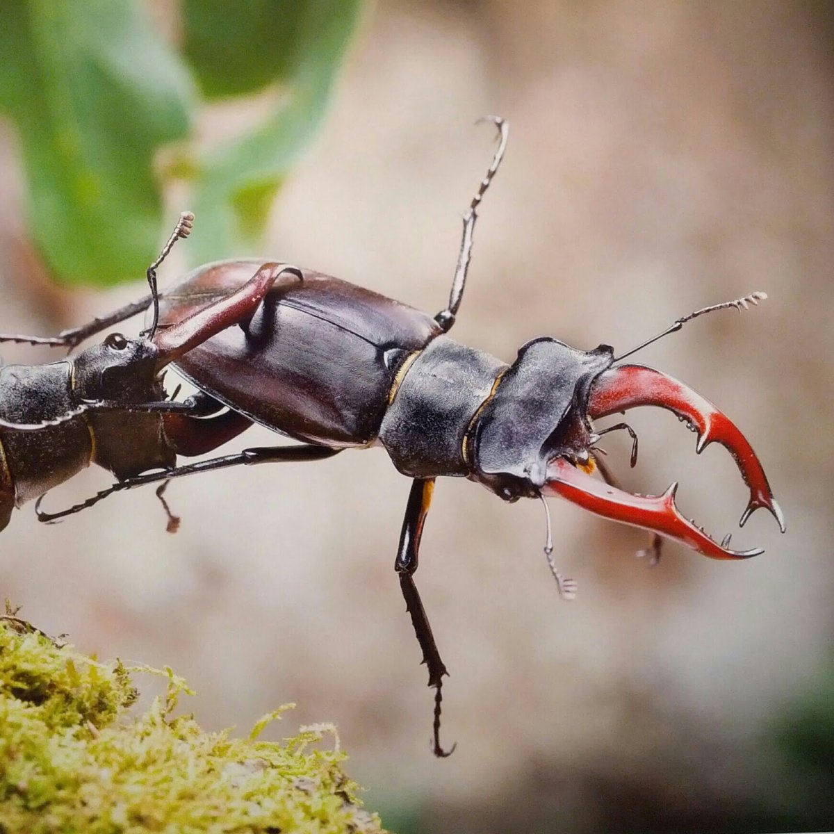 Жук олень Lucanus