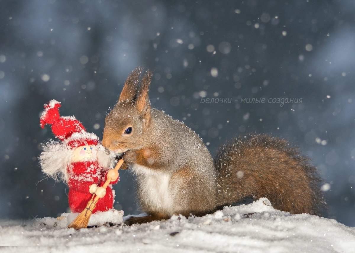 Белочка новый год