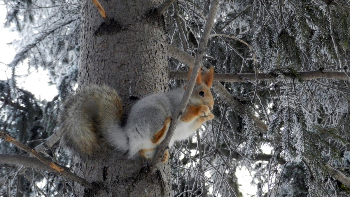 Белка на дереве зимой