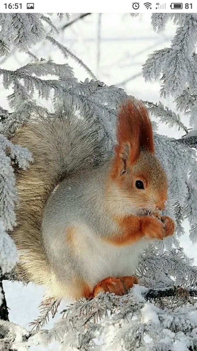 Зима животные