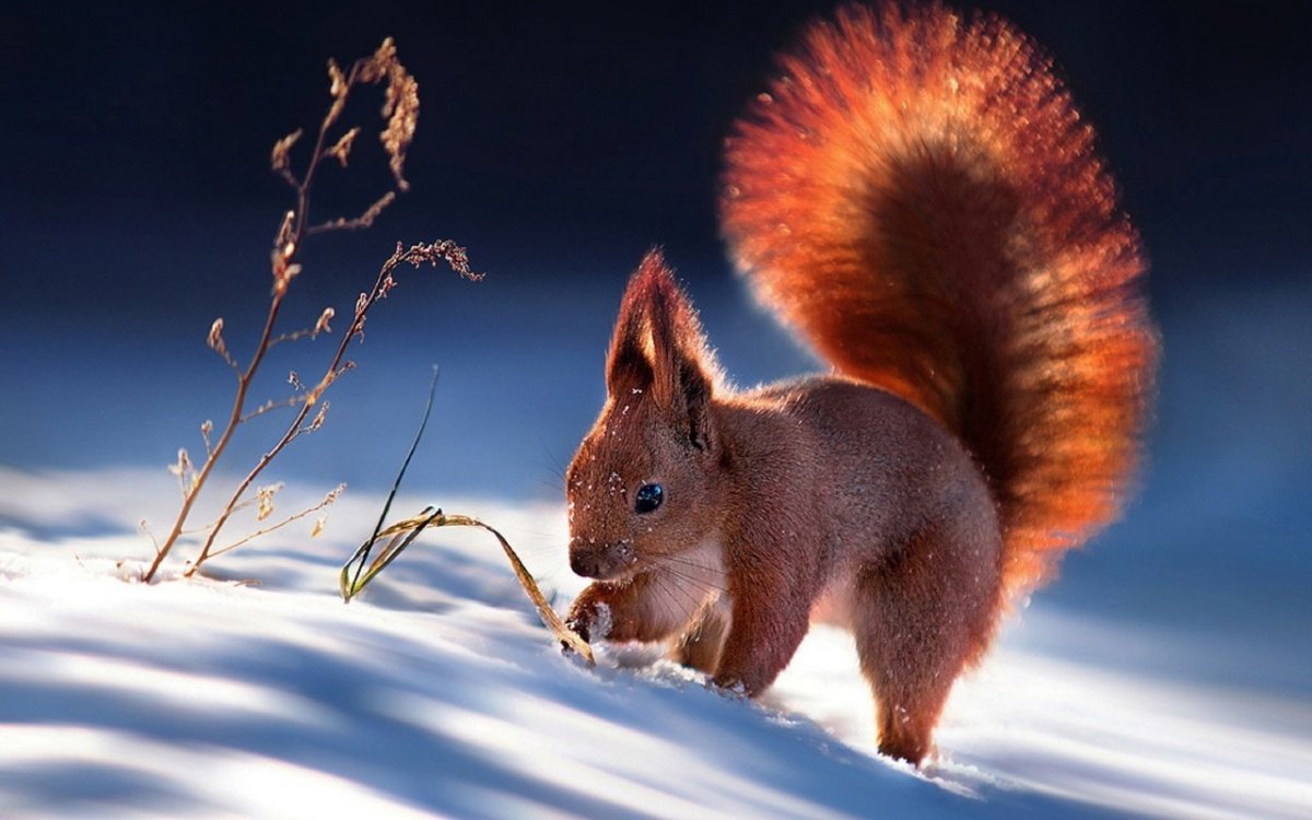 Белка чернобурка