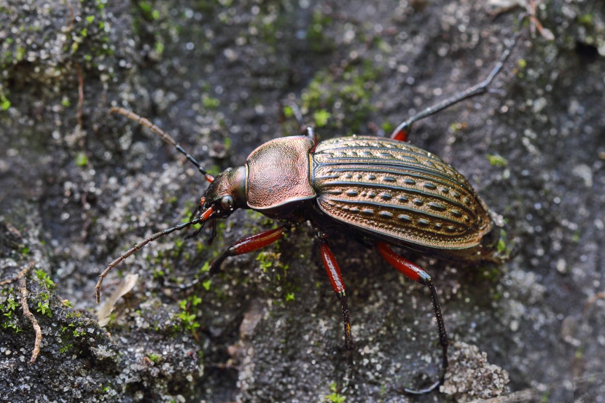 Жужелица Карабус